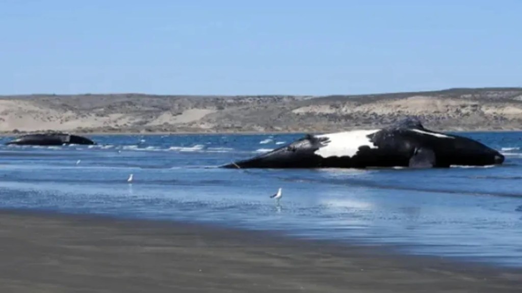 Chubut, Península Valdés, ballenas, muerte de ballenas, ballena Franca Austral, marea roja, toxinas, Gabriela Bellazzi, Puerto Pirámides, medio ambiente, biodiversidad, contaminación natural, fauna marina, salud pública, investigación, turismo