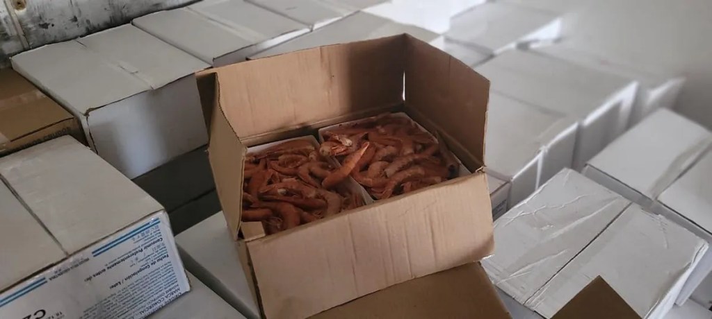 Decomisan 12 mil kilos de langostinos transportados ilegalmente en&nbsp;Chubut