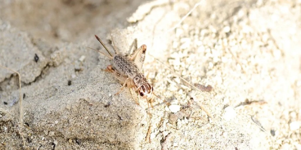 CENPAT, Patagonia, grillo, Miogryllus patagonicus, biodiversidad, Península Valdés, Puerto Madryn, Chubut, ecosistemas áridos, conservación, investigación, Lucas Castelli, IPEEC, insectos, descubrimiento, ciencia