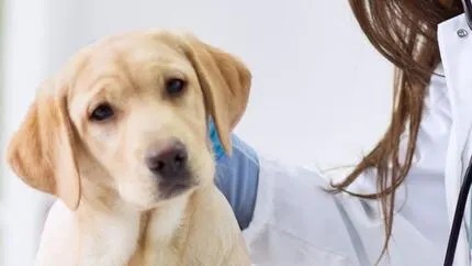 JORNADA DE CASTRACIÓN GRATUITA Y CAMPAÑA DE ADOPCIÓN RESPONSABLE DE&nbsp;MASCOTAS.