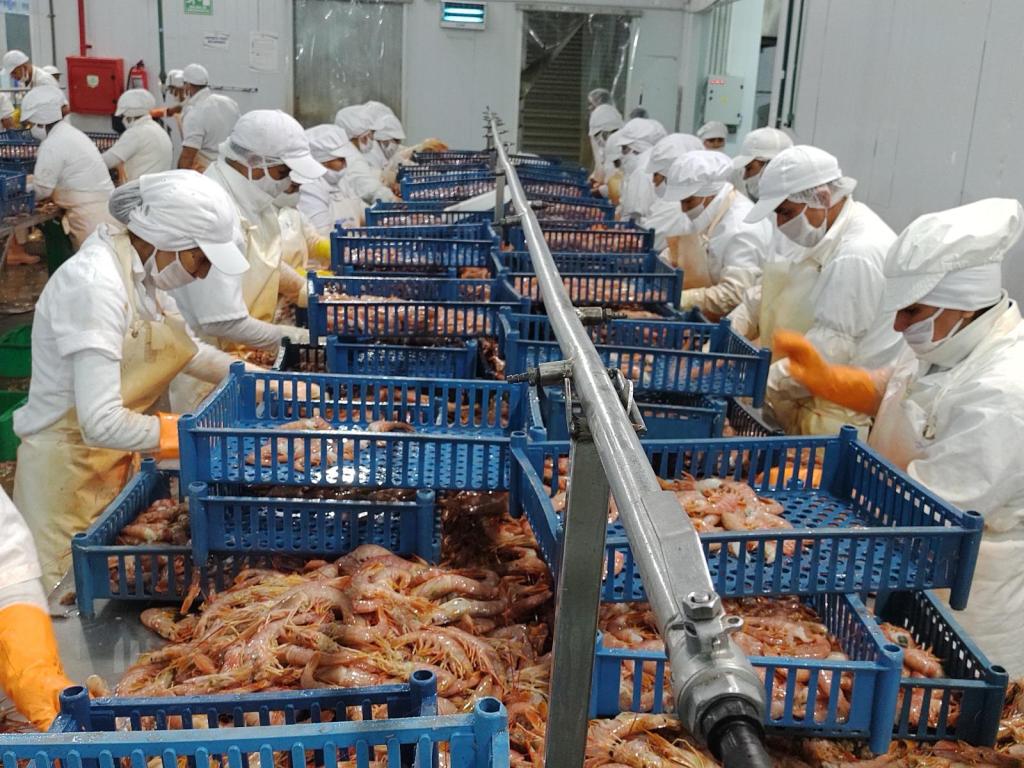 CHUBUT CERTIFICA SU LANGOSTINO CON EL SELLO MSC Y SE PROYECTA COMO REFERENTE EN PESCA&nbsp;SUSTENTABLE.