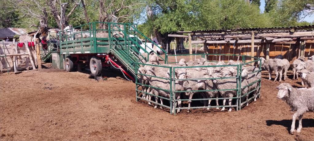 EL GOBIERNO REFUERZA EL CONTROL Y PREVENCIÓN DE LA SARNA OVINA EN&nbsp;CHUBUT.