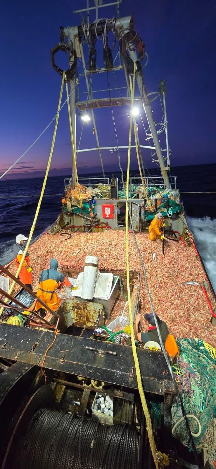 CHUBUT CIERRA UNA TEMPORADA RÉCORD DE LANGOSTINO CON MÁS DE 106 MIL&nbsp;TONELADAS.