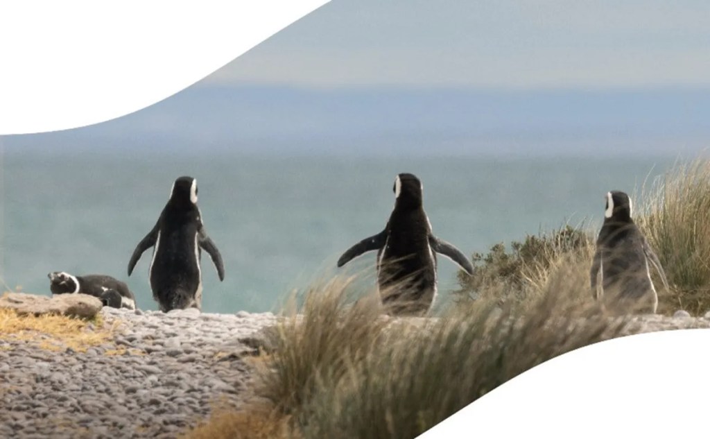 CHUBUT FORTALECE SU PRESENCIA INTERNACIONAL EN LA FERIA ITB&nbsp;BERLÍN.