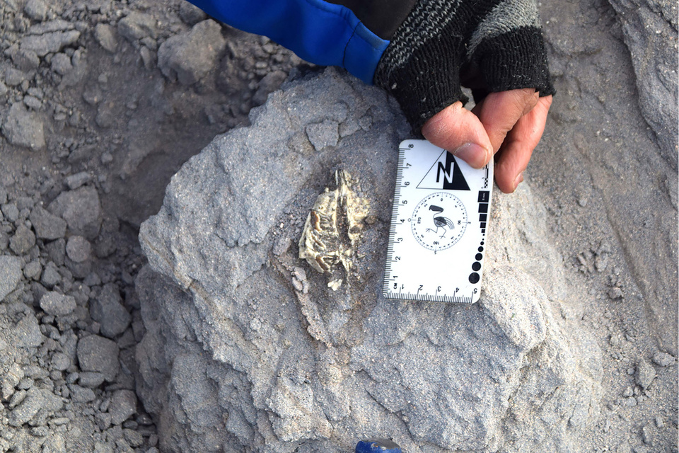 DESCUBREN EN CATAMARCA UNA NUEVA ESPECIE DE MAMÍFERO&nbsp;PREHISTÓRICO.