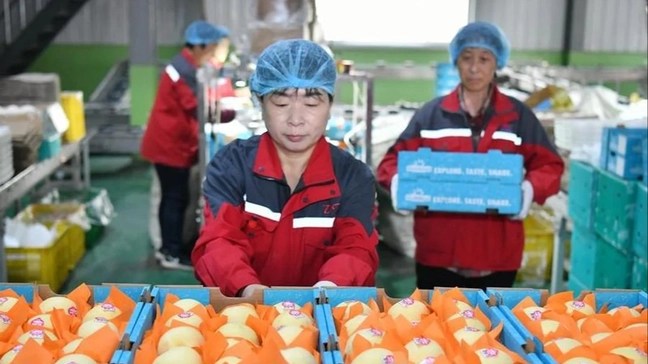 CHINA CONFIRMA EL PRIMER ENVÍO DE PERAS FRESCAS A&nbsp;ARGENTINA.