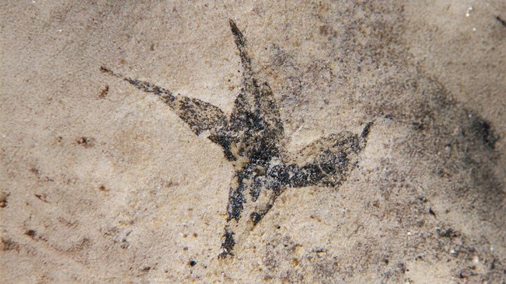 HALLAN EN SAN LUIS LA FLOR FÓSIL MÁS ANTIGUA DE ARGENTINA: “PEQUEÑA ESTRELLA DEL&nbsp;SUR”.