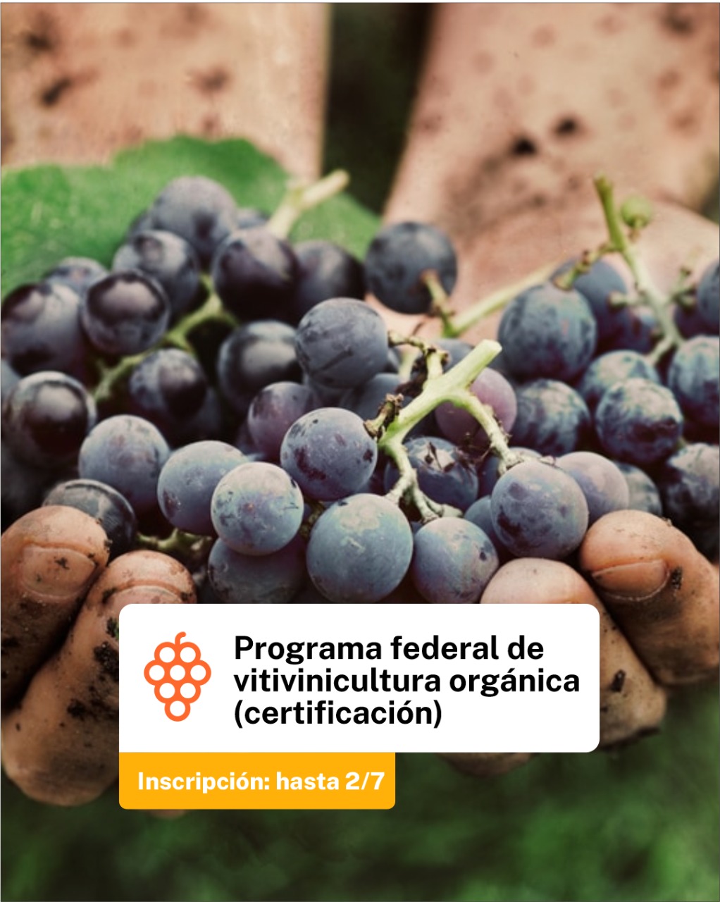 PROVINCIA INVITA A PARTICIPAR EN LOS PROGRAMAS DE FORMACIÓN VITIVINÍCOLA DEL&nbsp;CFI