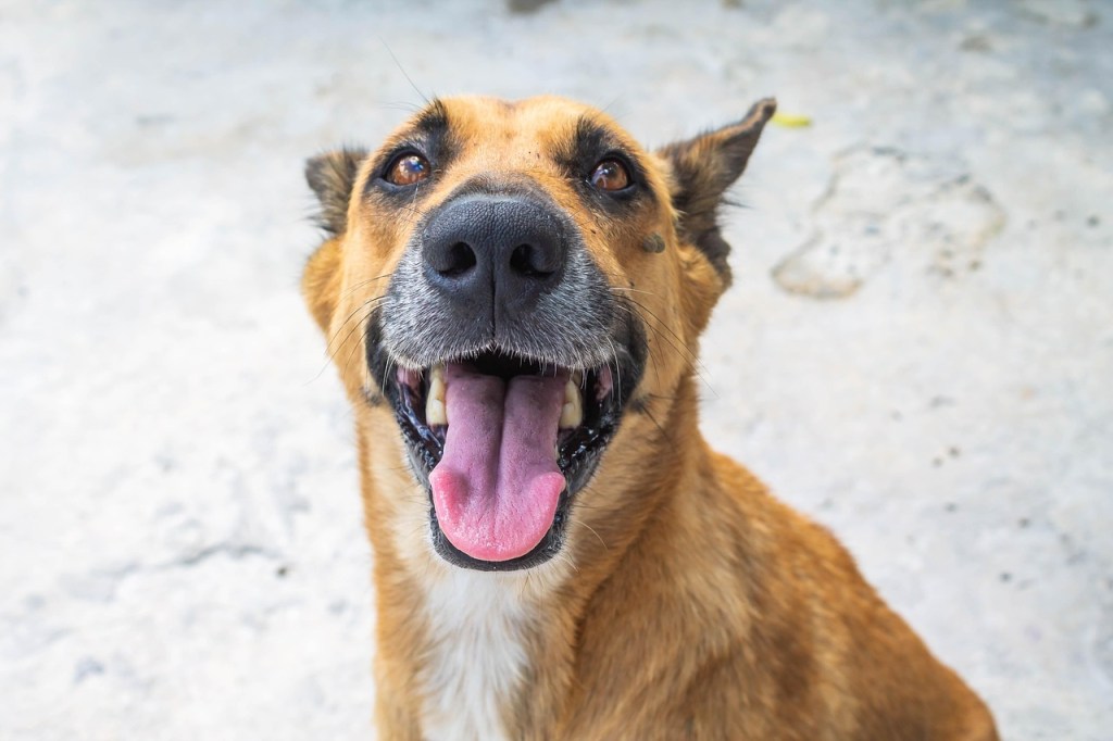 campaña gratuita de desparasitación en los barrios de&nbsp;Trelew