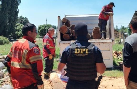 DESARTICULARON UNA RED DE ACTIVIDAD FORESTAL ILEGAL EN LA COMARCA&nbsp;ANDINA