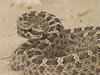 RECOMENDACIONES PARA EVITAR PICADURAS O MORDEDURAS DE ANIMALES&nbsp;PONZOÑOSOS