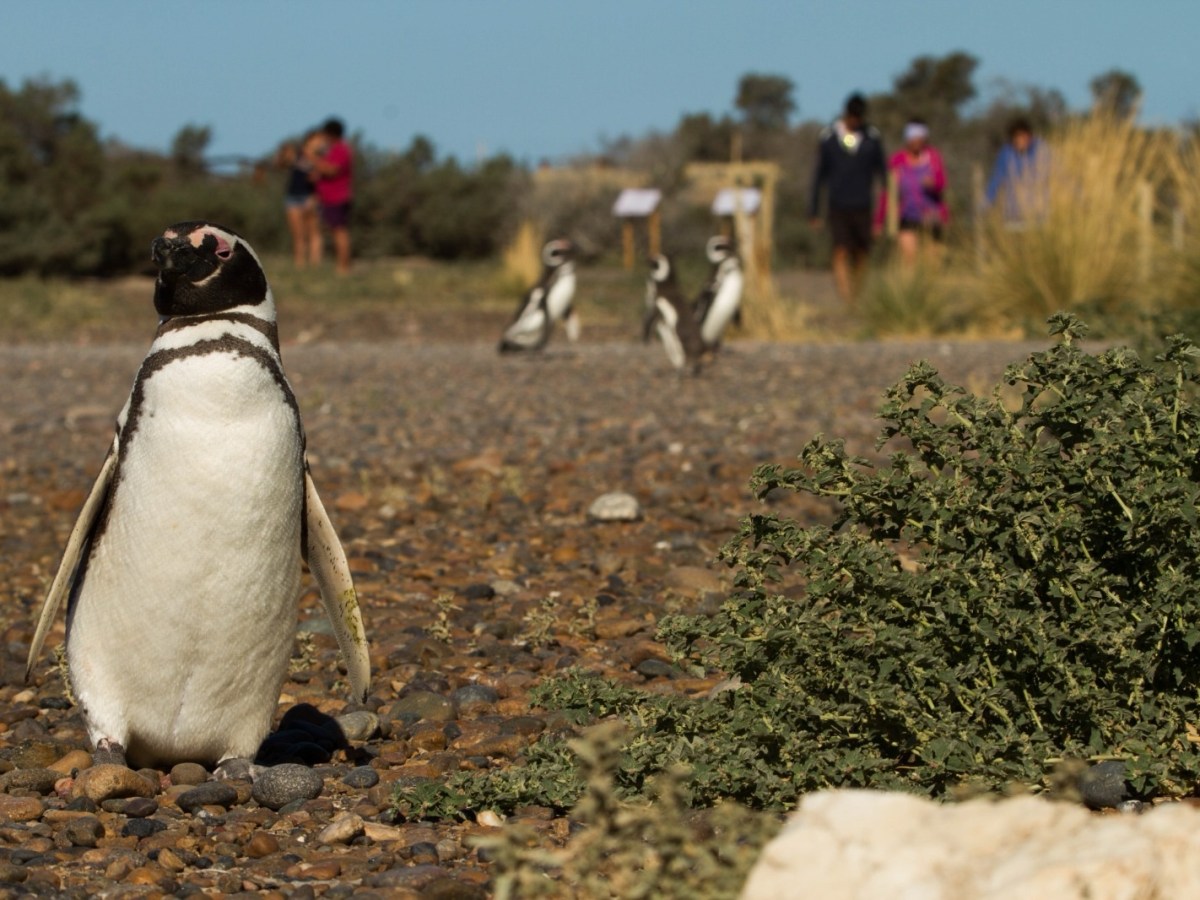 CHUBUT REGISTRÓ EN ENERO MÁS DE 80.000 VISITAS A LAS ÁREAS NATURALES&nbsp;PROTEGIDAS