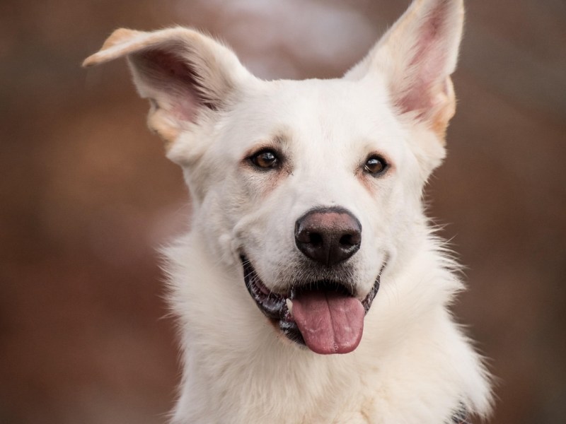 CASTRACIONES GRATUITAS CON EL QUIRÓFANO MÓVIL EN LOS BARRIOS DE&nbsp;TRELEW