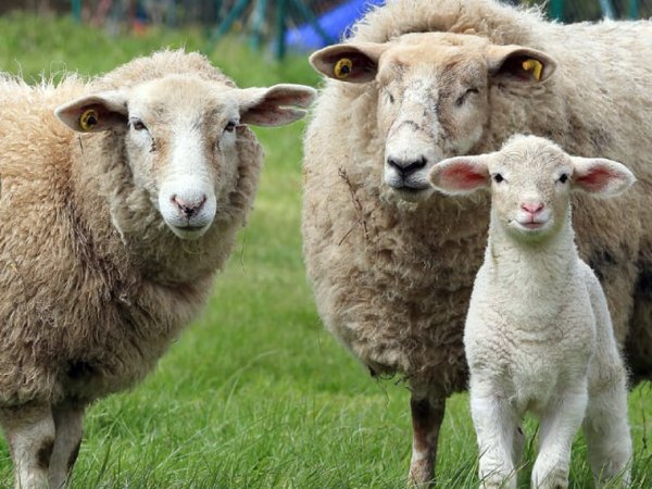 PROVINCIA CONVOCA A PRODUCTORES A COMPLETAR LA ENCUESTA GANADERA&nbsp;2025