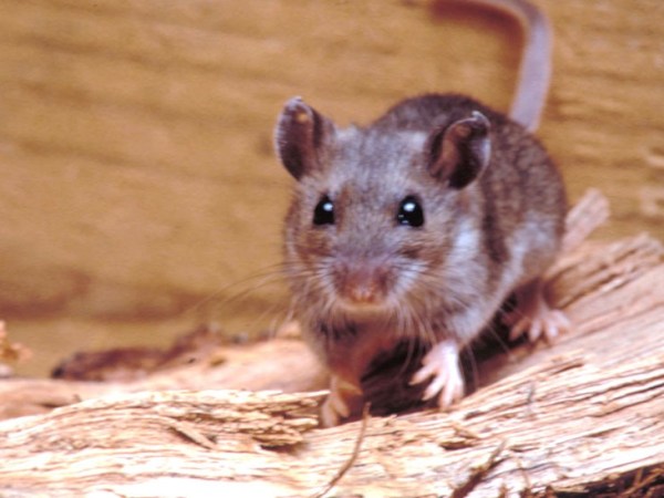 HANTAVIRUS: SALUD REFUERZA EL OPERATIVO INTEGRAL EN CERRO&nbsp;CENTINELA