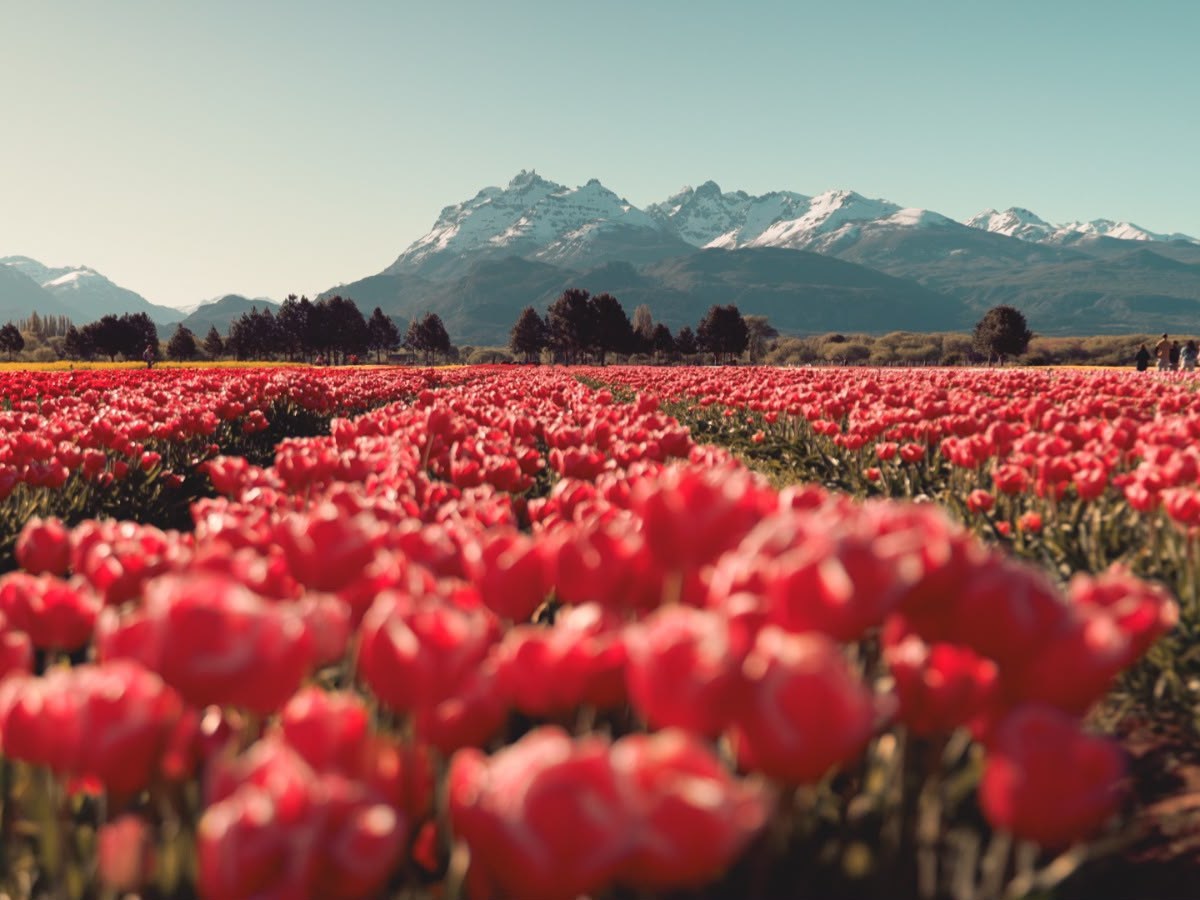 CHUBUT ACOMPAÑA UNA NUEVA TEMPORADA DE TULIPANES EN&nbsp;TREVELIN