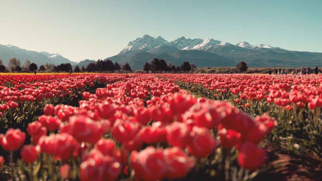 CHUBUT ACOMPAÑA UNA NUEVA TEMPORADA DE TULIPANES EN&nbsp;TREVELIN